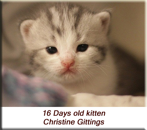 Christine Gittings - 16 days old kitten